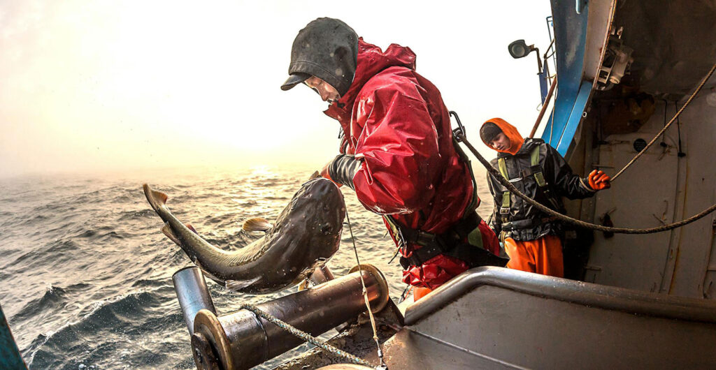 Two Bristol Wave crew members working the hauling station at sunrise as a Pacific cod comes over the rail